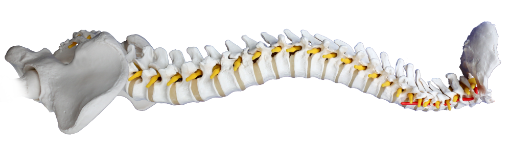 columna vertebral